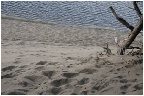 Loose sand, pushed by foot traffic, sloughing off into Salmon Creek