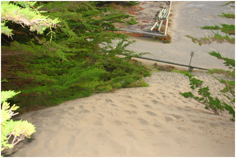 Cutting edge of Parking Lot Tsunami burying cypress trees at South Salmon parking lot entrance