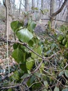 Mature Ivy