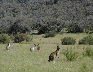 Kangaroos in native grassland