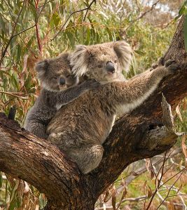 Koala and joey.  Creative Commons