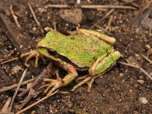 Pacific Chorus Frog, Creative Commons