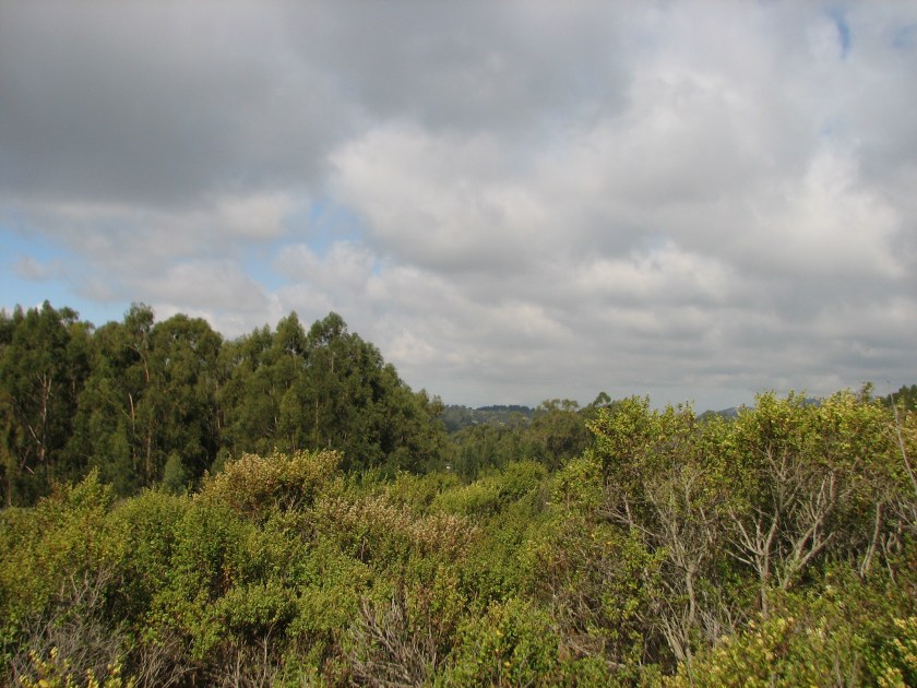 A huge expanse of coyote brush at Lake Chabot, an example of a native plant that would be called "invasive" if it were not native.