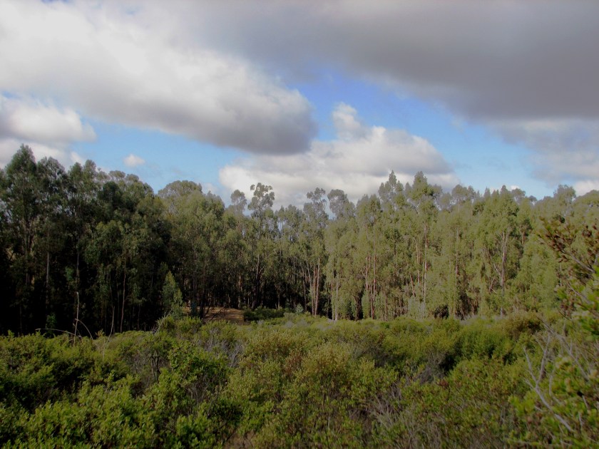 And the eucalyptus forest behind the coyote brush at Lake Chabot which is called "invasive" but in fact, rarely invades.
