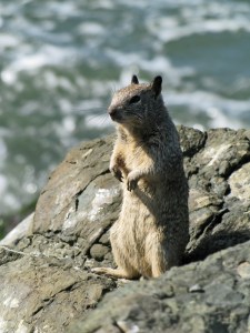 California Ground Squirrel at the Berkeley Marina.  Creative Commons - Benefactor 123