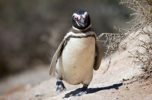 Magellanic Penguin.  Creative Commons
