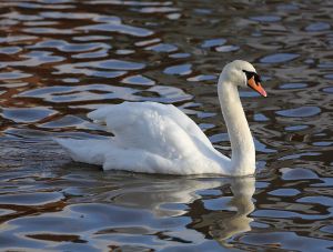 Mute Swan.  Creative Commons - Share Alike