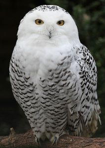 Female Snowy Owl.  Creative Commons