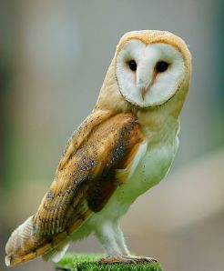Barn Owl. Creative Commons 2.0 Generic.