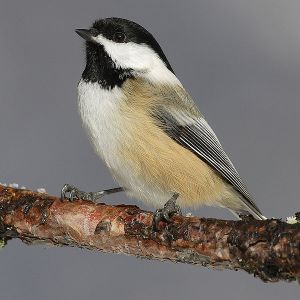 Black-capped Chickadee - Creative Commons - Share Alike