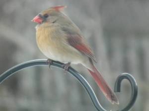 Northern Cardinal, Female.  Creative Commons - Share Alike