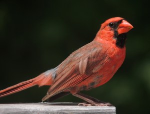 Northern Cardinal, Male.  Creative Commons - Share Alike