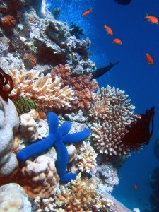 Coral reef. Creative Commons - Share Alike