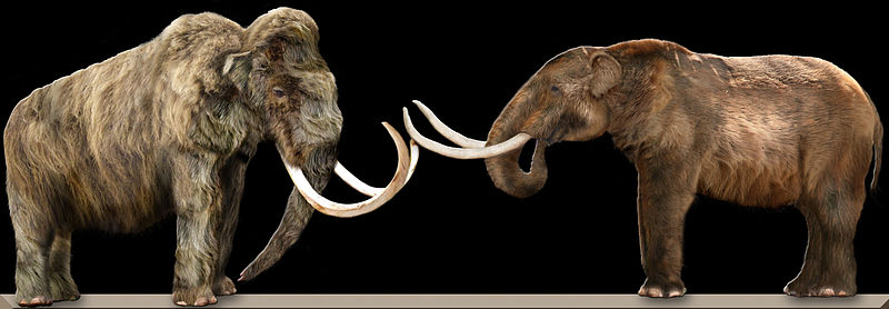 Eurasian Mammoth on left; American Mastodon on right. Creative Commons -dantheman9758