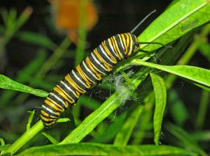 Monarch butterfly caterpillar - Creative Commons - Share Alike