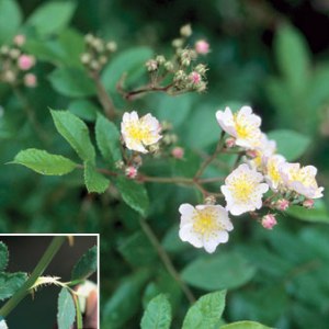Multiflora rose.  NPS