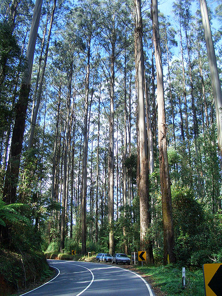 Australian eucalyptus forest (Eucalyptus regnans). Victoria, Australia