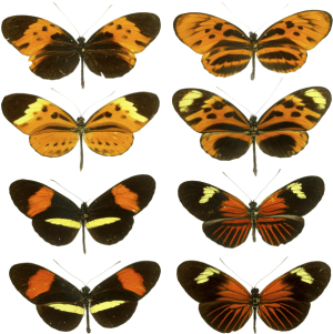 Heliconius mimicry.  Creative Commons Generic 2.0