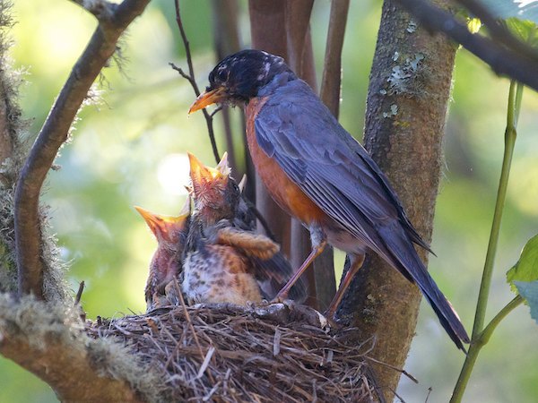 Robin and chicks.  Courtesy SF Forest Alliance