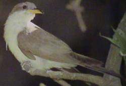 Yellow-billed Cuckoo.  NPS photo