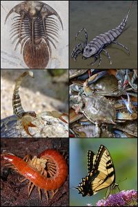 Arthropods - Creative Commons Share Alike