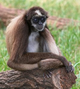 Brown spider monkey, New World monkey. Creative Commons - Share Alike