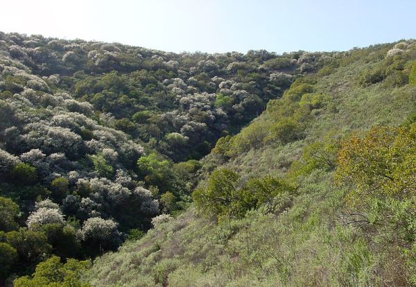 Coastal sage scrub in Southern California - Creative Commons Share Alike
