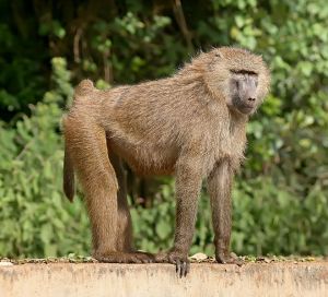 Olive baboon, Old World monkey by Mohammad Mahdi Karim