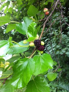 Mulberries.  Courtesy Kristi Overgaard