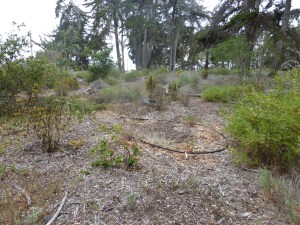 Irrigated native plant garden, Sweet Springs Nature Reserve