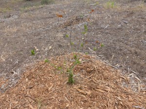 Dying oak tree, Sweet Springs Nature Reserve