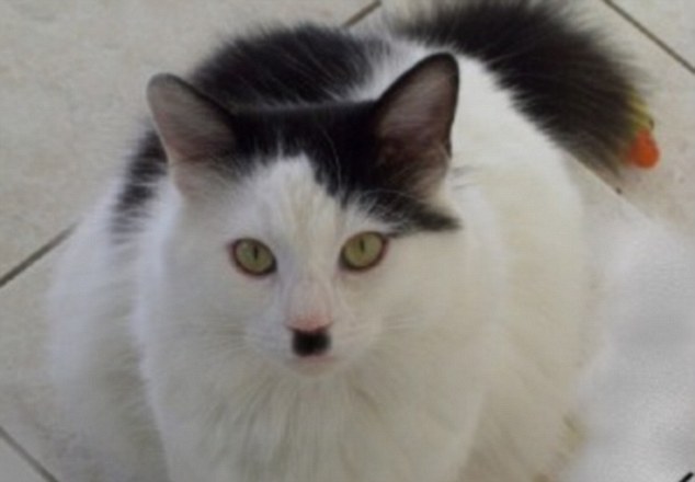 Some folks claim that the ordinary house cat is an "invasive species"