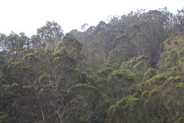 Same perspective of Glen Canyon tree canopy, taken May 2014. Courtesy San Francisco Forest Alliance.