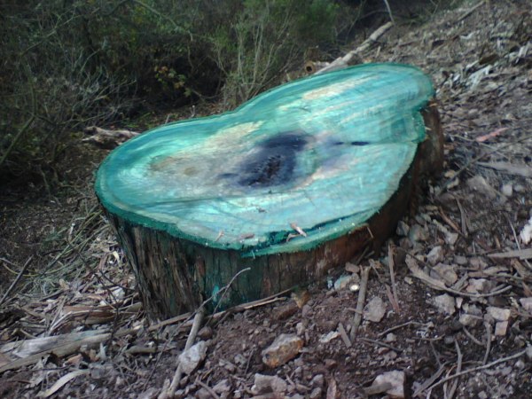 Poisoned and dyed eucalyptus stump, Glen Canyon Park, 2013. Courtesy San Francisco Forest Alliance