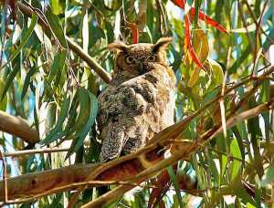 Great horned owl in eucalyptus. Courtesy urbanwildness.org