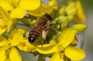 Honeybee on wild mustard. Courtesy urbanwildness.org