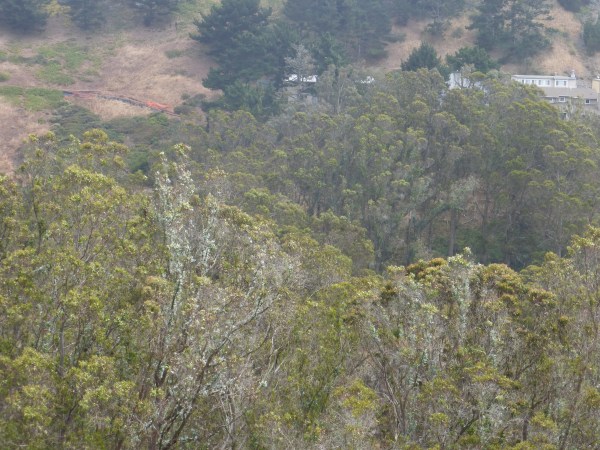 View of west side of Glen Canyon Park from Marietta Drive, June 2014