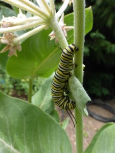 Monarch caterpillar on milkweed. Tilden Botanical Garden