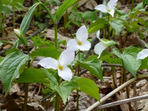 Trilium in Virginia