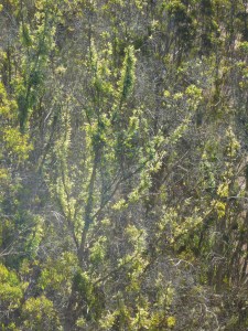 Epicormic sprouts on trees in Glen Canyon Park, June 2014