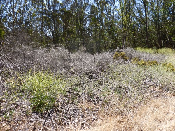 Remains of dead non-native brush destroyed along O'Shaughnessy Boulevard, June 2014