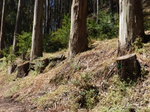 Some of the stumps of the trees that were destroyed in Glen Canyon Park in 2013.  Taken June 2014
