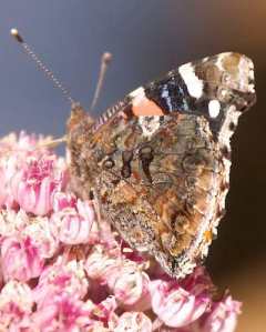 Painted lady butterfly on Weigela. Courtesy urbanwildness.org