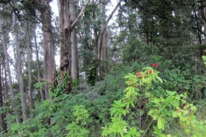 Native red elderberry on Mount Sutro.  Courtesy Save Sutro Forest