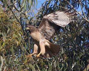 Red-tailed hawk nesting in eucalyptus. Courtesy urbanwildness.org