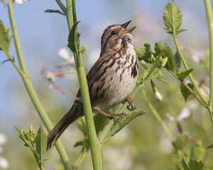 Song sparrow in wild radish. Courtesy urbanwildness.org