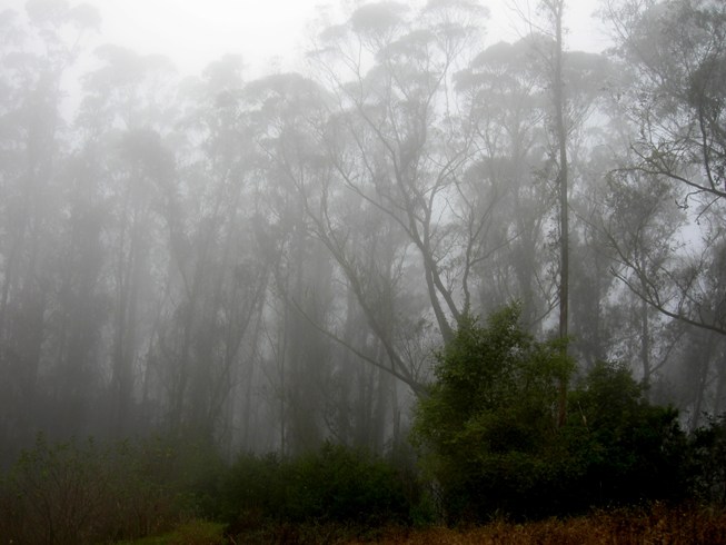 Sutro Forest is one of the fogiest places in San Francisco during summer months when the East Bay is warm and dry. The trees precipitate moisture and retard fire ignition.