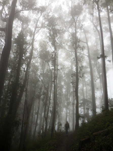 Sutro forest on a typical summer day.  Courtesy Save Sutro Forest.