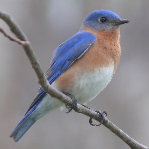 Eastern bluebird, public domain