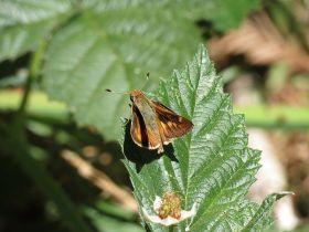 The umber skipper has adapted to Bermuda grass in lawns in the East Bay.  Creative Commons